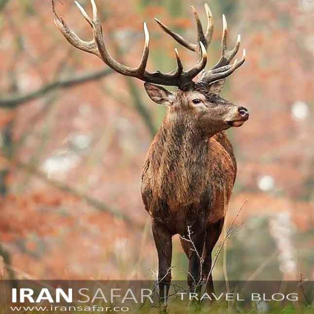 Caspian red deer or Hyrcanian Maral in the Caspian forests