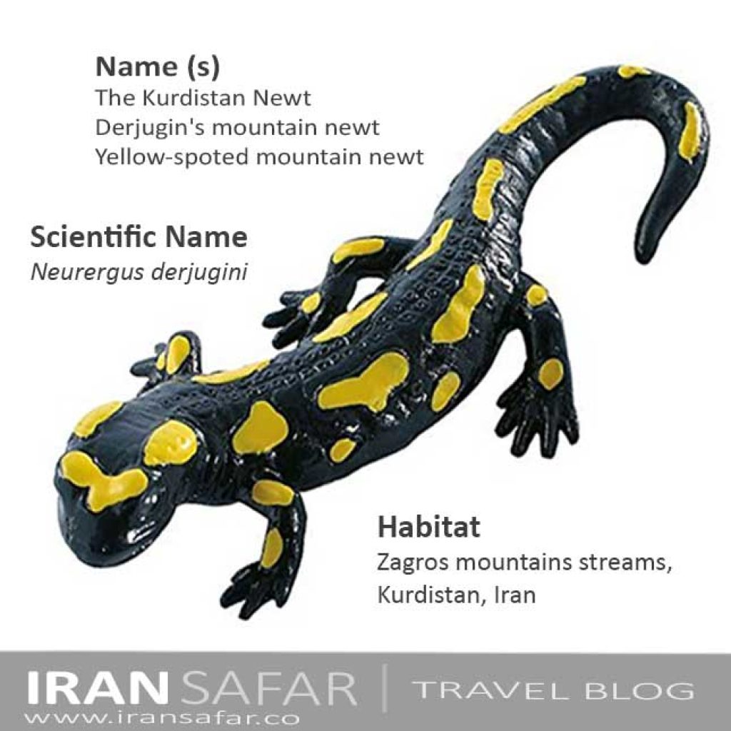 Derjugin's mountain newt of Kurdistan, Iran