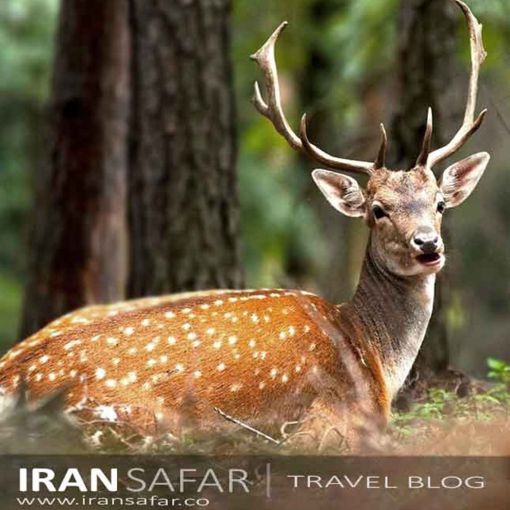 Persian Fallow Deer, Iran's endangered animal