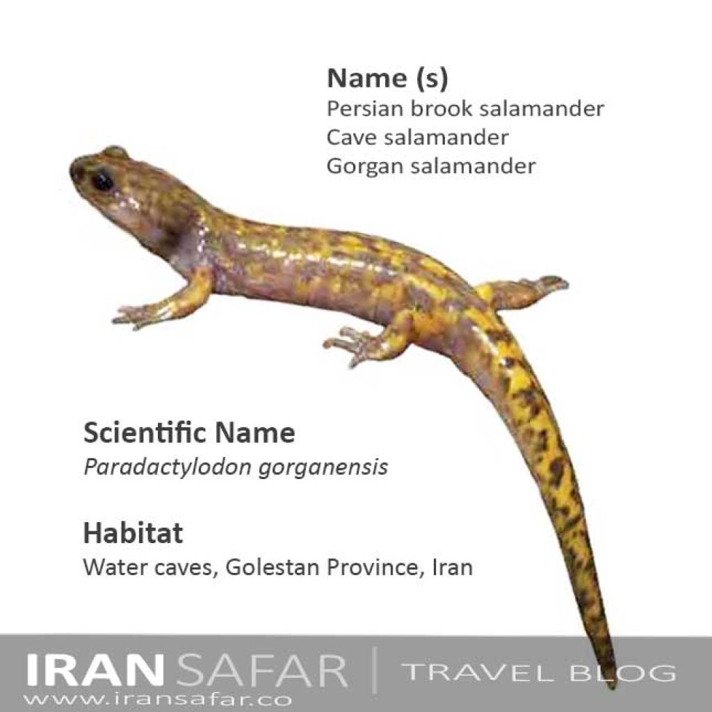 Persian brook salamander infographic