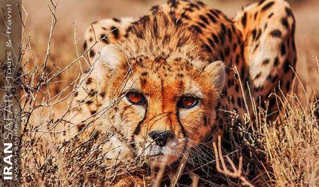 Asiatic Cheetah in its habitat, Central Iran 