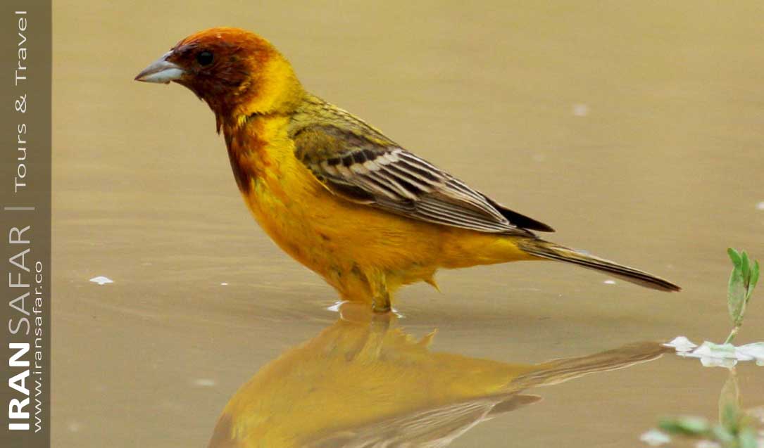 Yellow Small Bird in Water 