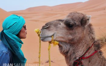 Camels-in-Desert