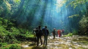 People Walk in Forest