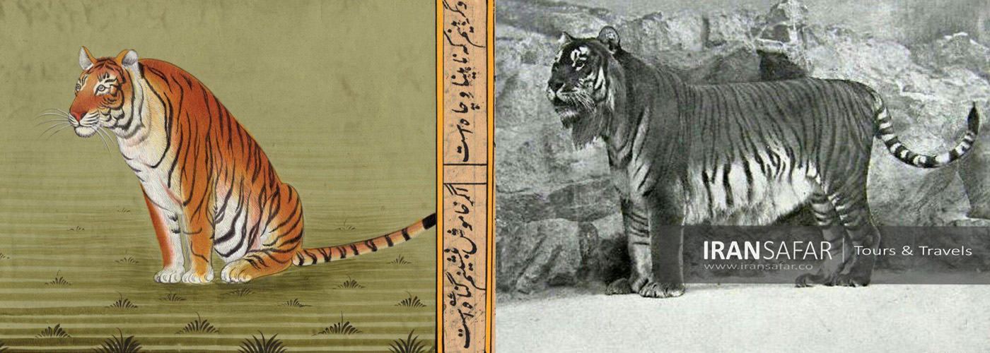 Caspian Tiger Hyrcanian Beast | Iran Safar Tours 