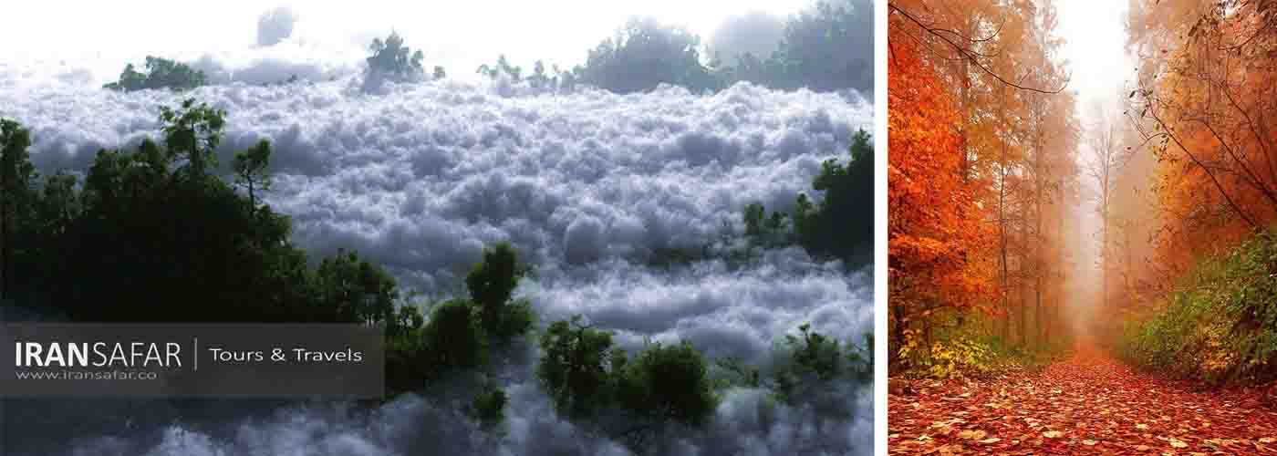 Forêt de nuages 