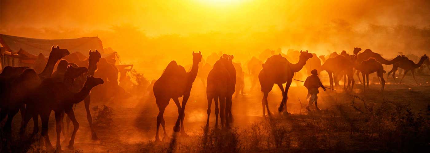 Bactrian Camels on Silk Road 
