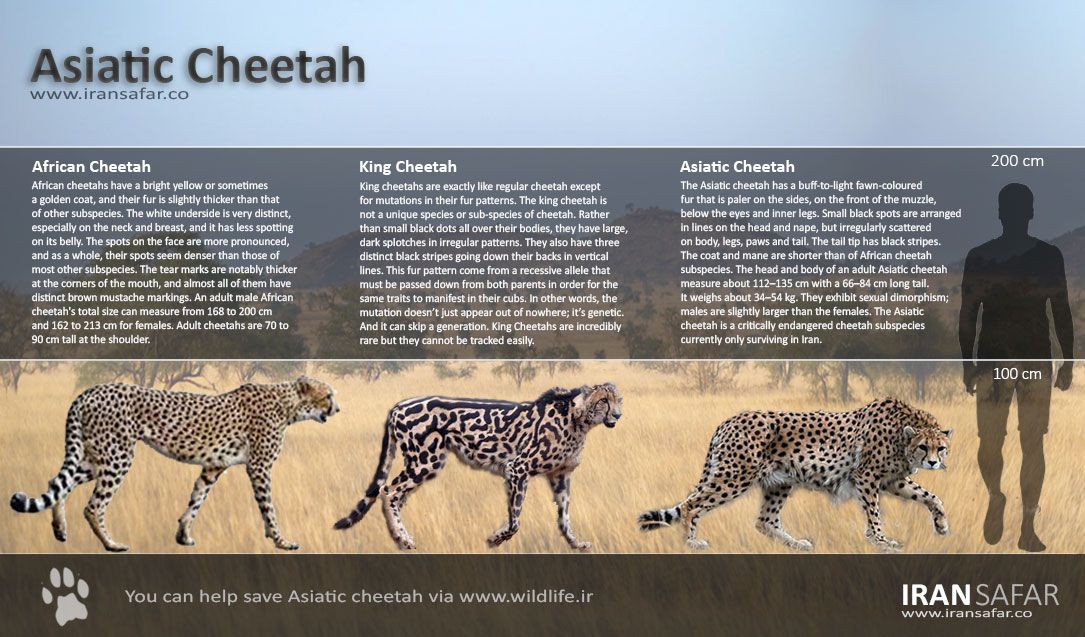 Asiatic Cheetah vs African Cheetah