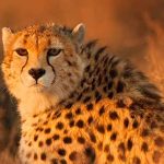 Asiatic Cheetah