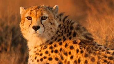 Asiatic Cheetah