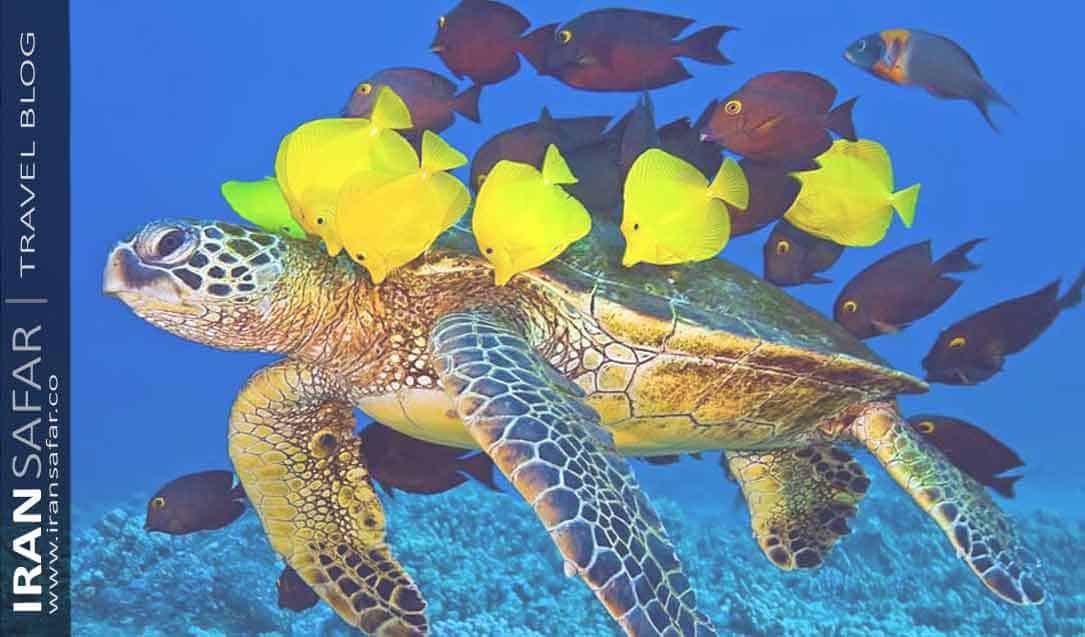 Sea turtle swimming in coral beach in the Persian Gulf