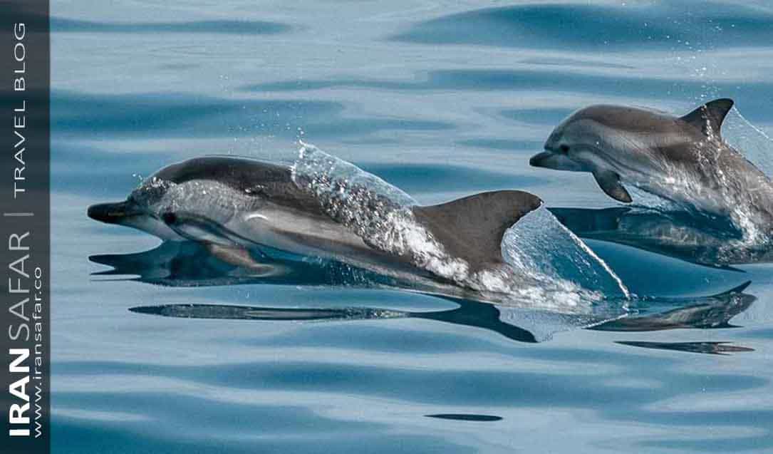 Dolphins swimming in Persian Gulf, Kish island 